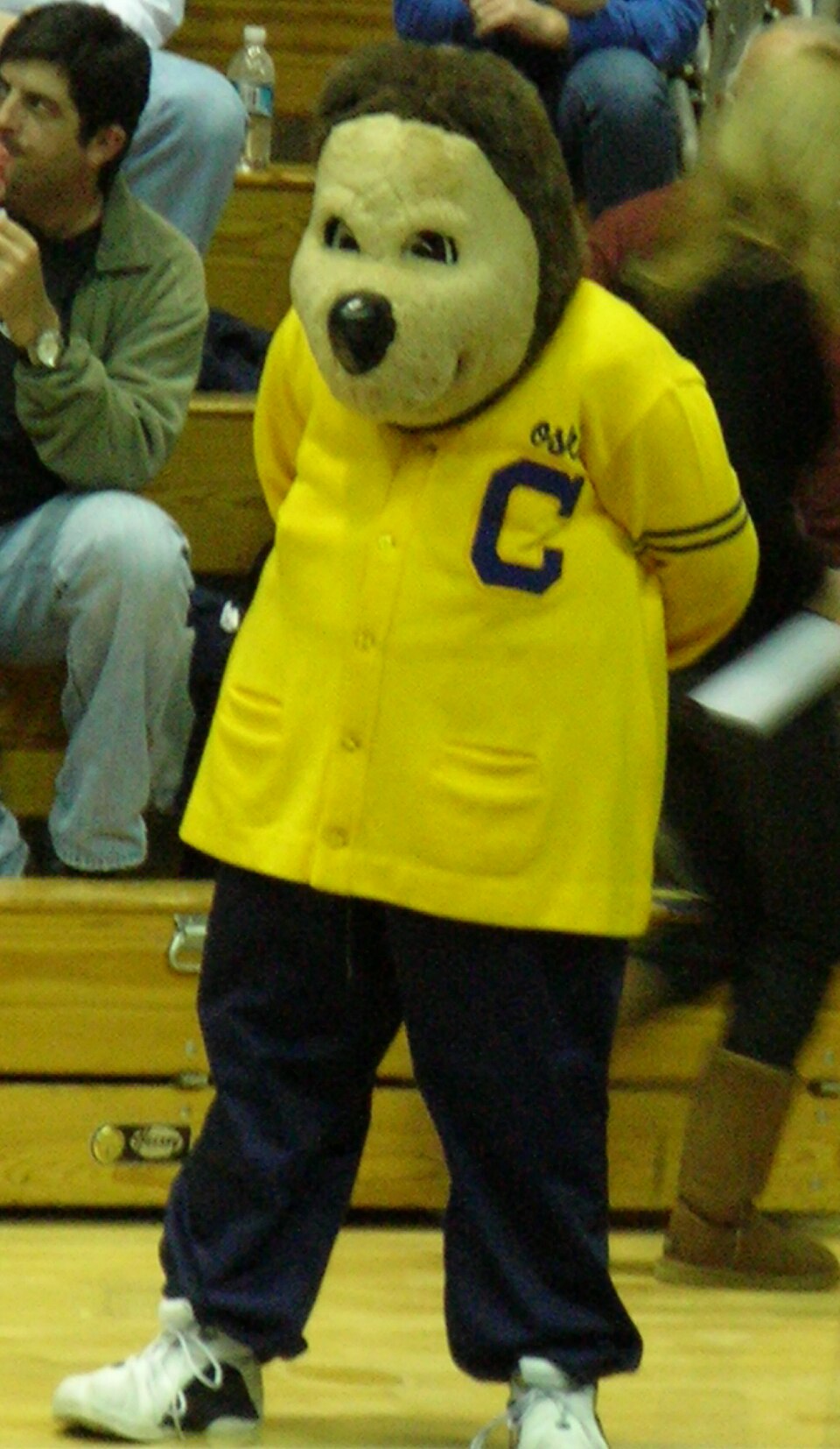 Oski stands courtside with his hands behind his back at the Golden Bear Classic. Photo credit: © BrokenSphere / Wikimedia Commons.