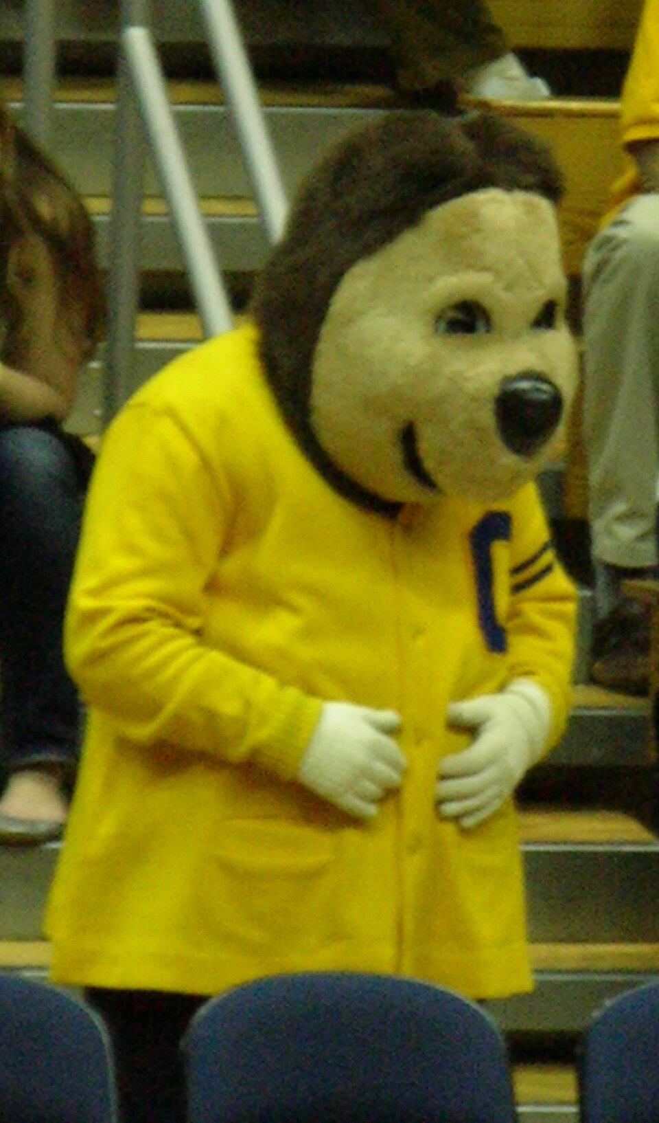 Oski adjusts his yellow cardigan in front of the basketball bleachers. Photo credit: © BrokenSphere / Wikimedia Commons.