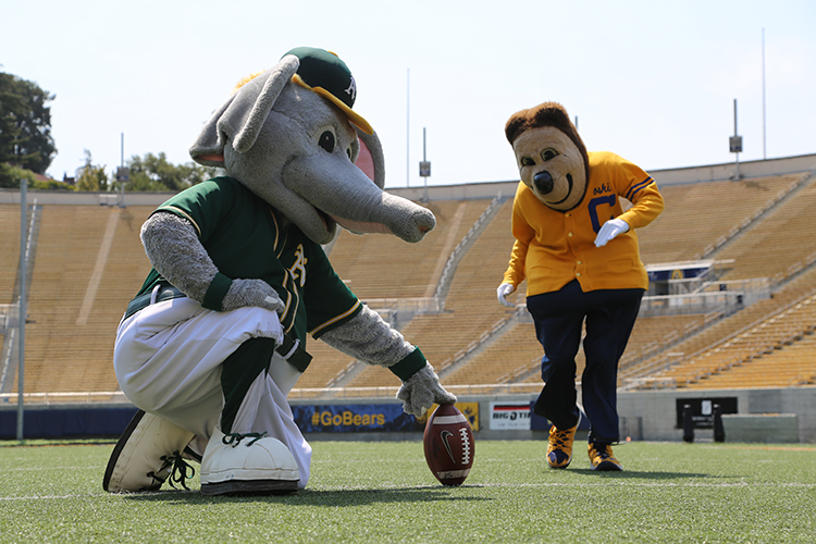Stomper holding a football for Oski at Memorial Stadium. Photo credit: Courtesy of Oakland A's.