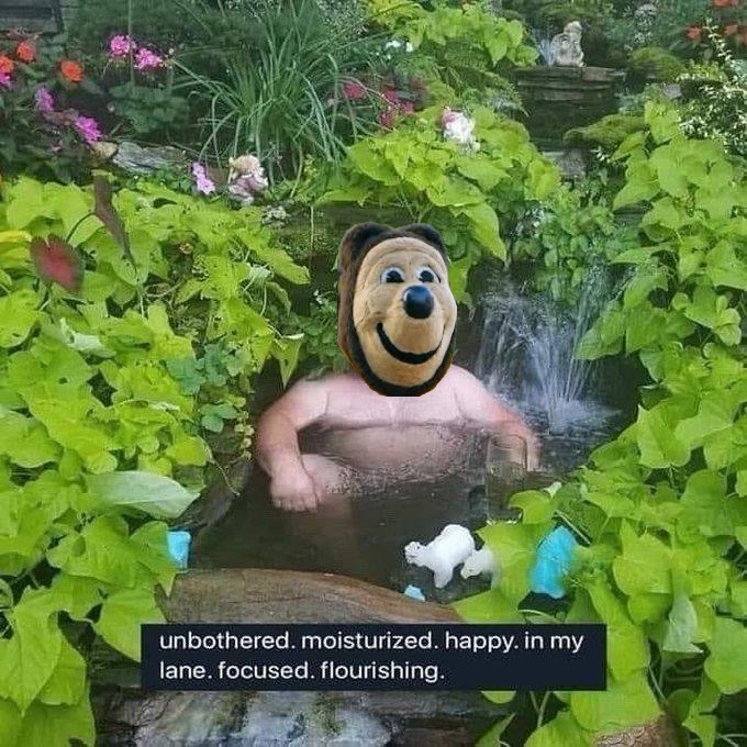 Edited image of Oski relaxing in a garden pool. Photo credit: Posted by @mpete91; underlying photo creator unverified.