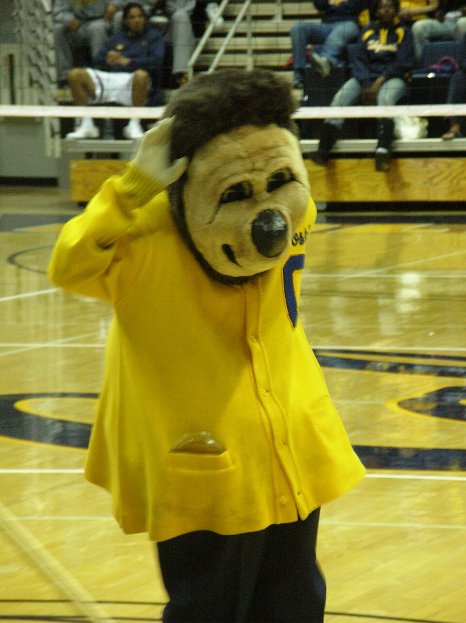 Oski touches the side of his head while standing on the volleyball court. Photo credit: © BrokenSphere / Wikimedia Commons.